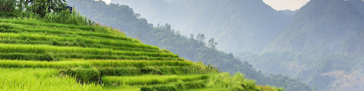 Pu Long au Vietnam