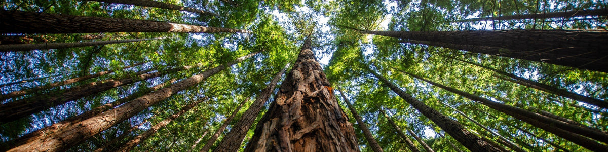 Sequoia Park