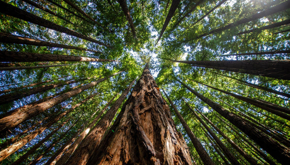 Sequoia Park