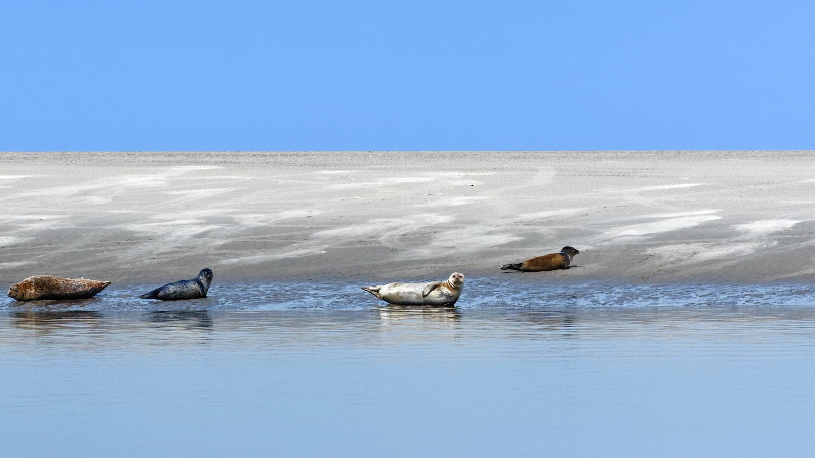Le Hourdel et sa colonie de phoques dans la Baie de Somme