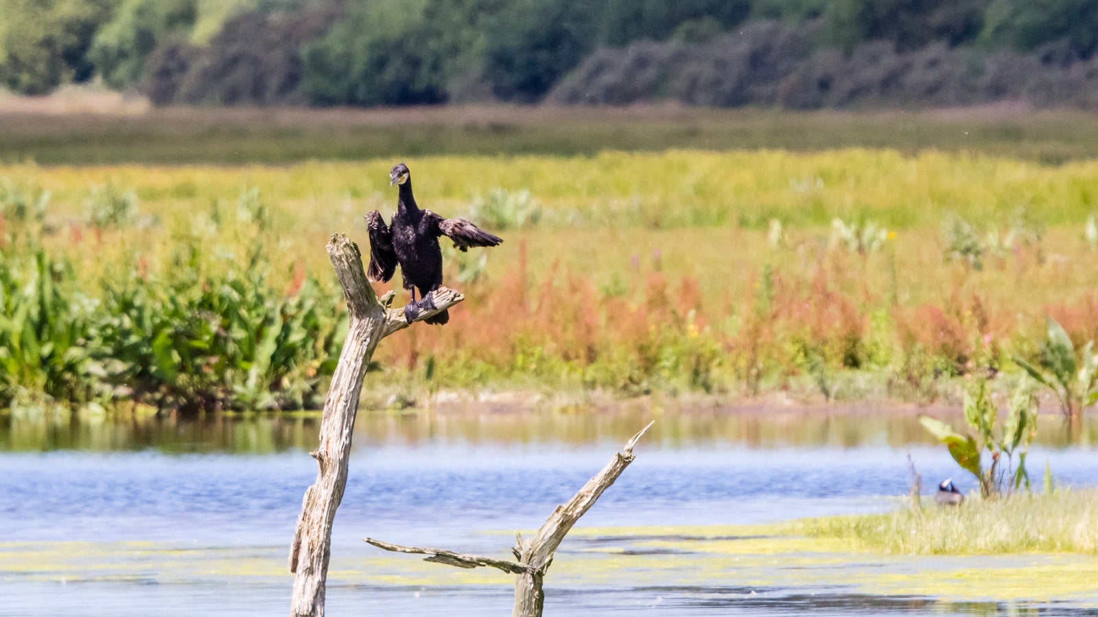 Oiseau dans le Parc du Marquenterre dans la Baie de Somme