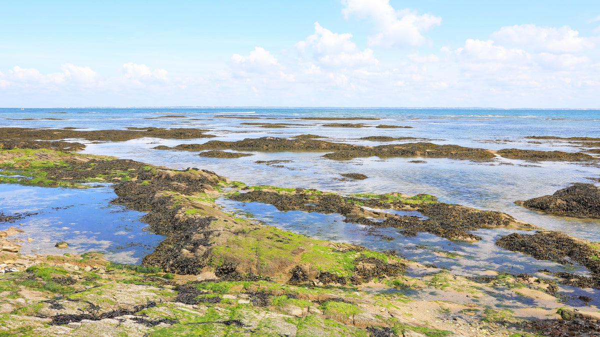 Bord de mer magnifique à Noirmoutier en Vendée