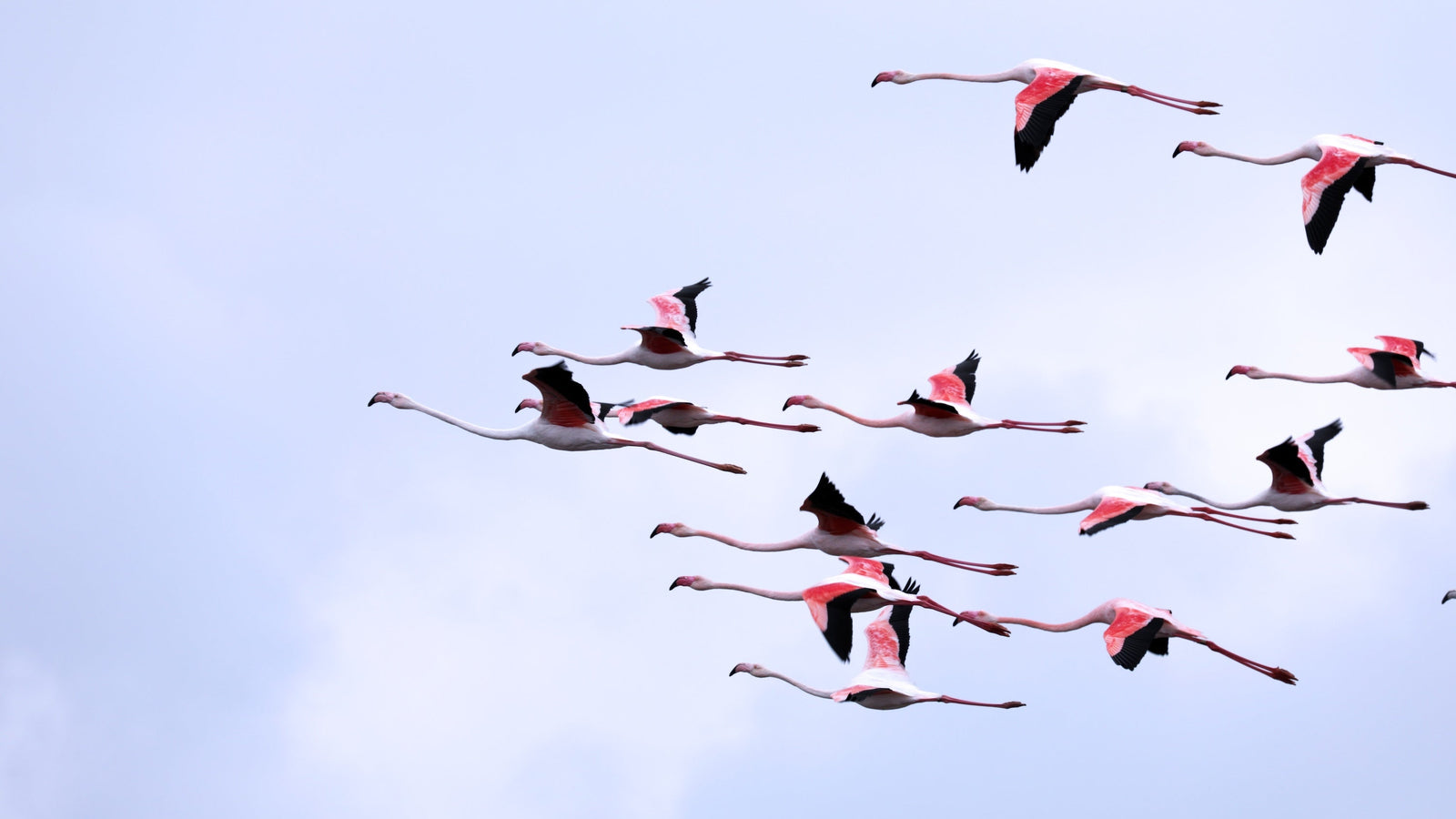 La réserve naturelle de Camargue et l’étang du Vaccarès