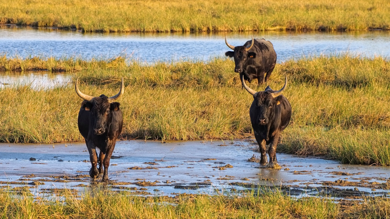 Des taureaux noirs au sein des incontournables marais du Vigueirat en Camargue