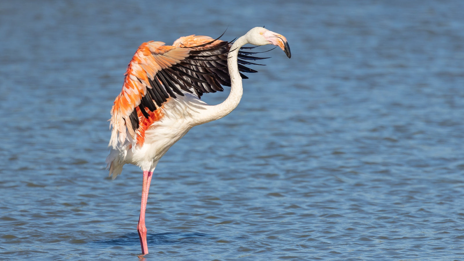 Le parc ornithologique du Pont de Gau en Camargue