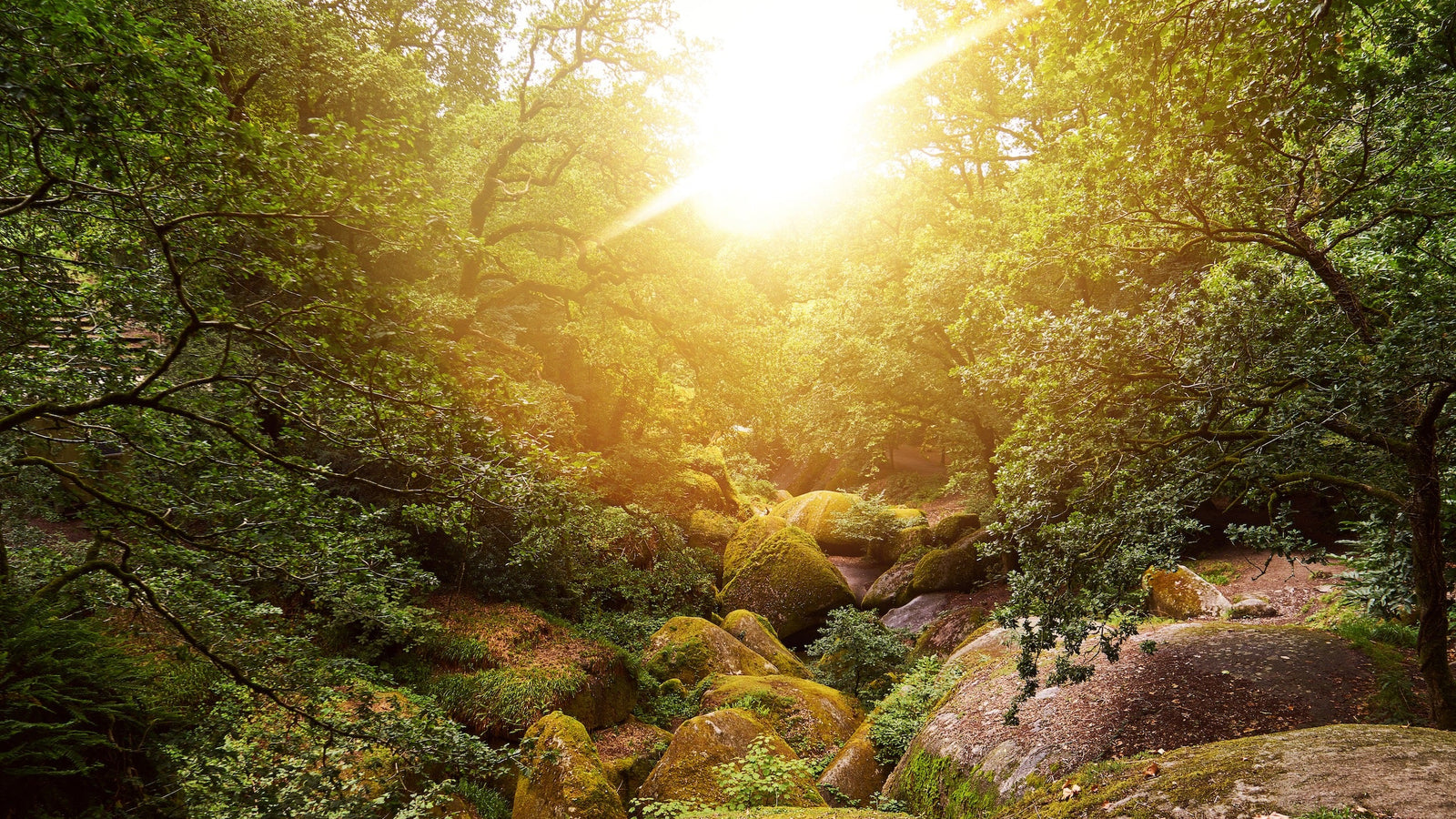 La forêt légendaire Huelgoat dans le Finistère