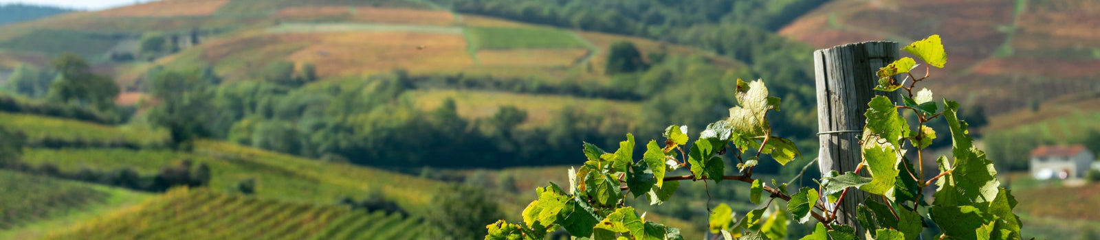 Le Beaujolais