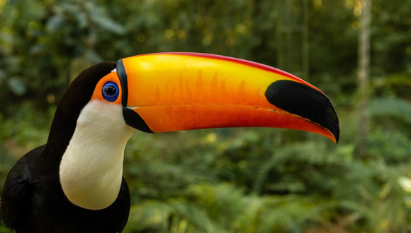 Oiseau dans le parc d'Iguaçu au Brésil