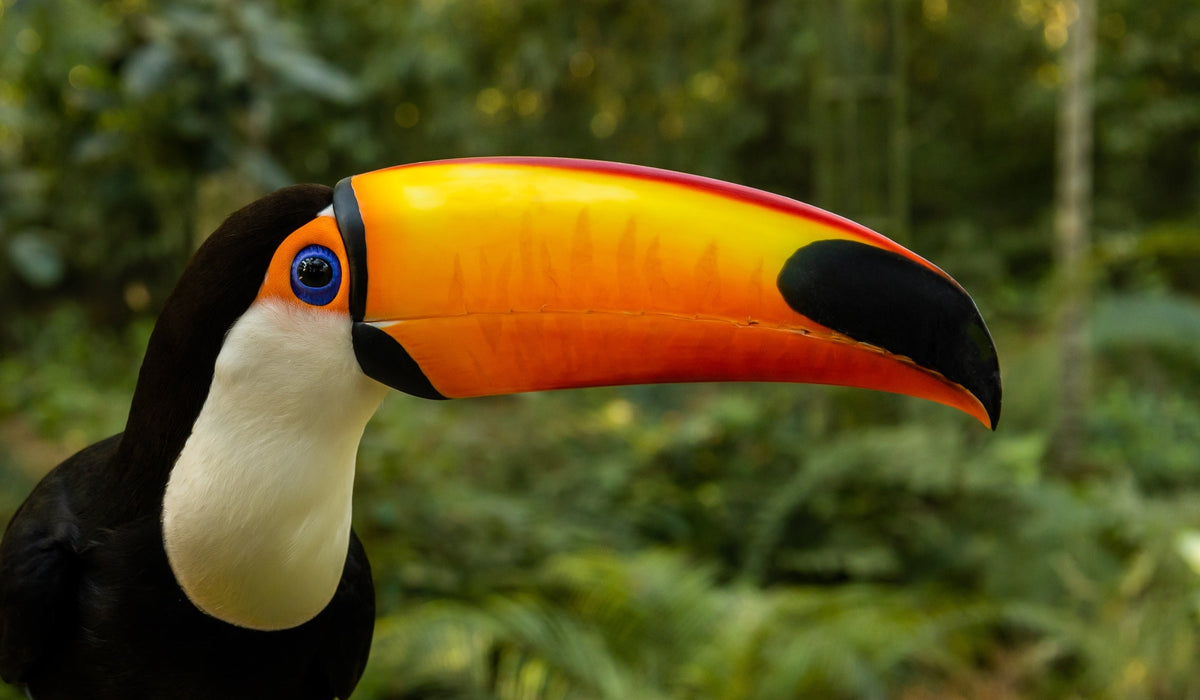 Oiseau dans le parc d'Iguaçu au Brésil