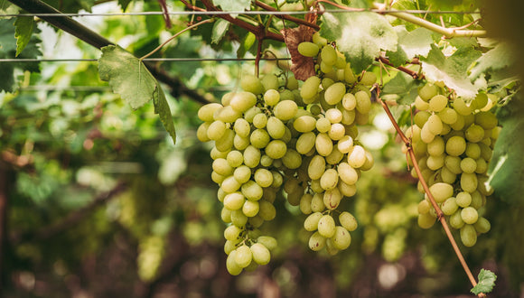Vignoble dans les Pouilles en Italie