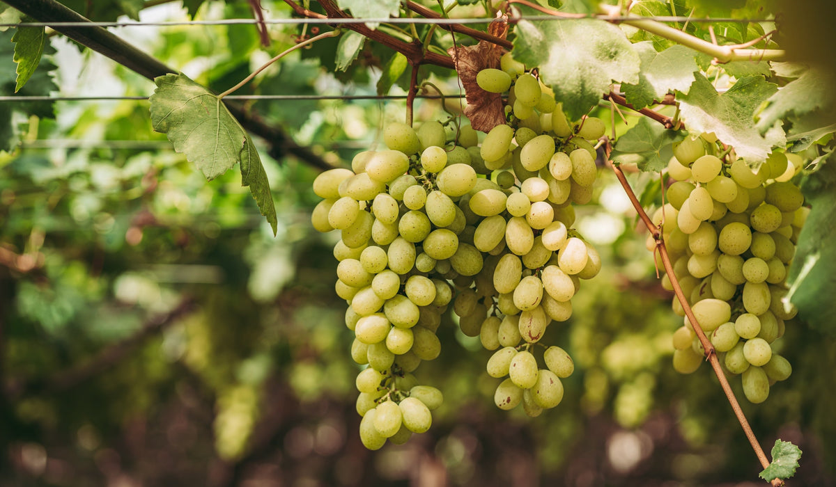 Vignoble dans les Pouilles en Italie
