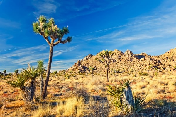 Mojave aux Etats-Unis