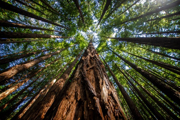 Sequoia aux Etats-Unis